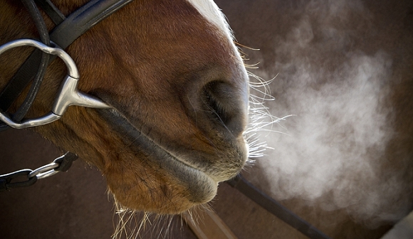 أستراليا:  العثور على بقايا أكثر من 500 حصان داخل منزل 