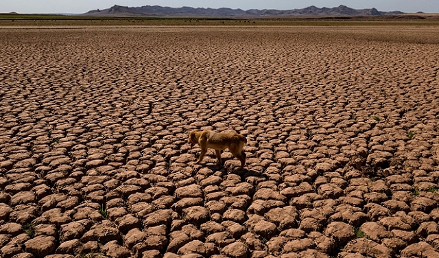 المغرب: سنفقد 20٪ من المساحات المزروعة جراء الجفاف