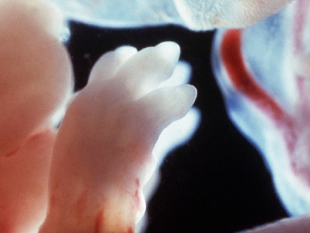 باحثون يكتشفون آليات تُحسّن فهم تشكّل الجنين البشريّ في أولى مراحله