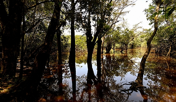النشاط البشريّ وتغيّر المناخ يهدّدان المناطق الرطبة في الأمازون الإكوادوريّة