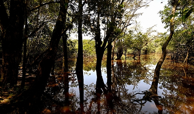 النشاط البشريّ وتغيّر المناخ يهدّدان المناطق الرطبة في الأمازون الإكوادوريّة