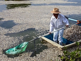 الجفاف يقتل آلاف الأسماك في بحيرة بوستيوس المكسيكيّة الضخمة