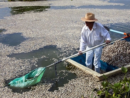 الجفاف يقتل آلاف الأسماك في بحيرة بوستيوس المكسيكيّة الضخمة