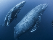 دراسة: حجم الحيتان الرماديّة في المحيط الهادئ يتقلّص مع ارتفاع معدّلات الحرارة