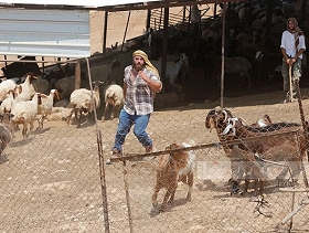 الضفة.. مستوطنون يقتحمون شلال العوجا ويسرقون الأغنام