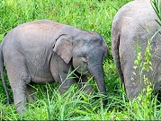 إدراج "فيل بورنيو" ضمن قائمة الحيوانات المهدّدة بالانقراض