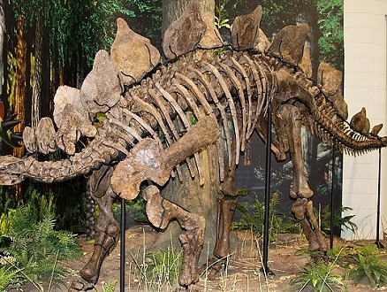 خطوة تسببت بإحباط علماء الإحاثة: طرح هيكل عظميّ لديناصور "ستوغوصور" للبيع في مزاد