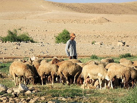 مستوطنون يسرقون 200 رأس غنم من أريحا ويهاجمون مركبات الفلسطينيين بالأغوار الشمالية