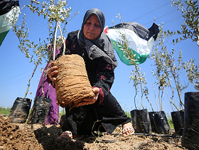 جذور سياسة التجويع الصهيونية والقضاء على الفلاحة الفلسطينية في أراضي 48